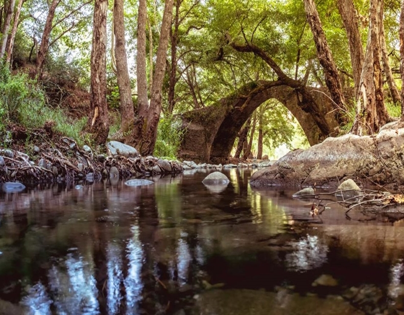 Paphos Forest